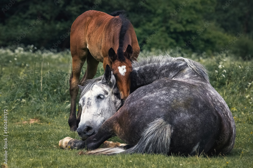 Horse rests with a foal in a meadow