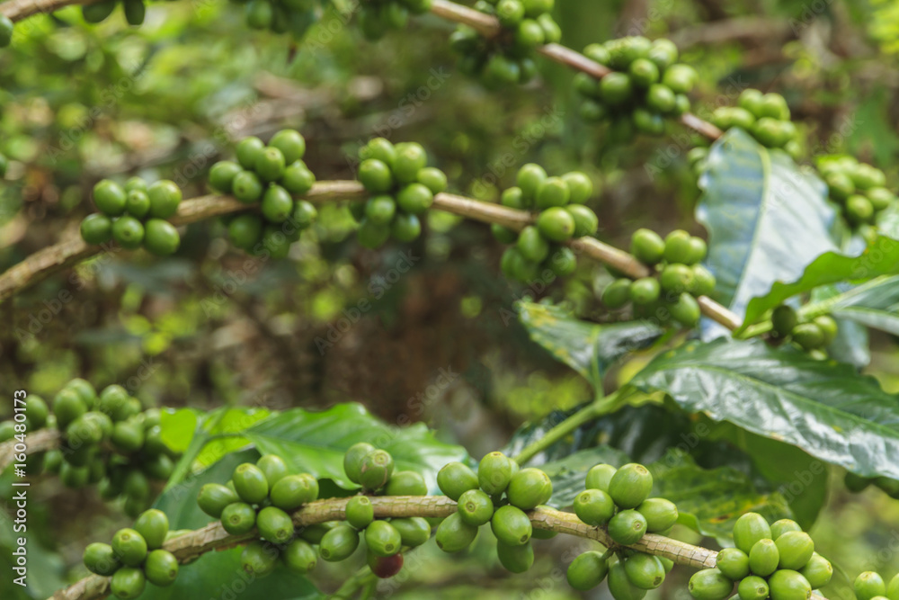 Coffee beans on the branch. Coffee beans on the branch.