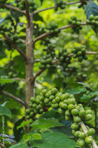Coffee beans on the branch.