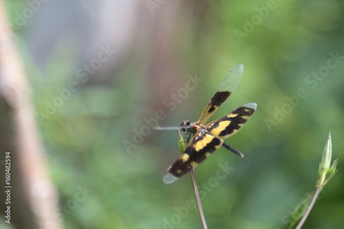 Yellow-winged dragonfly on a branch in the garden © Vichit