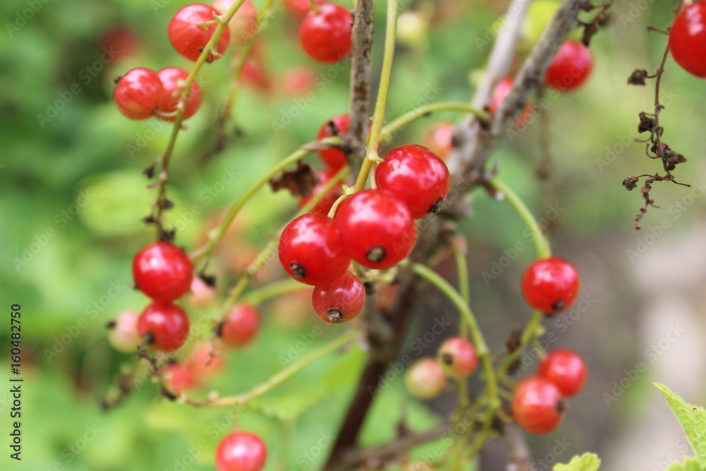 Johannisbeeren Johannisbeeren