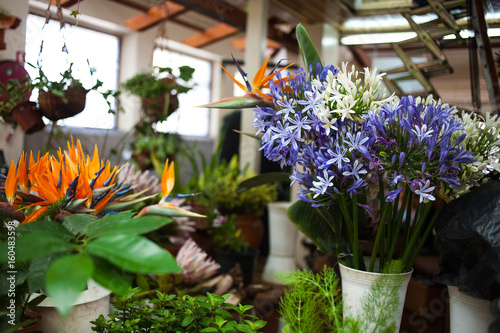 Wallpaper Mural Blumen im Blumenladen Torontodigital.ca