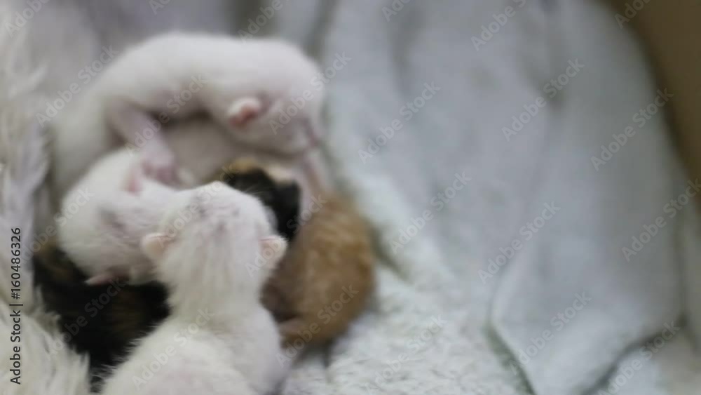 new born cats with white cat mother new born cats with white cat mother