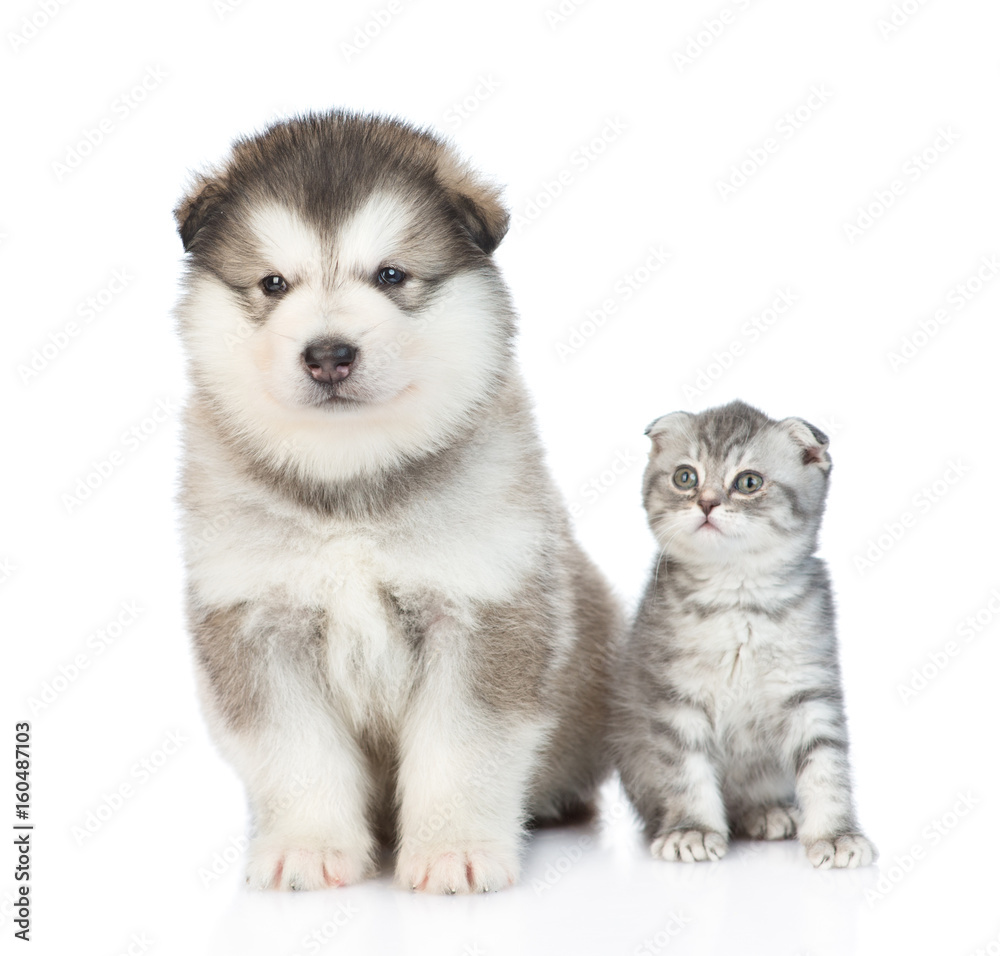 Portrait of a kitten and puppy sitting together. isolated on white background