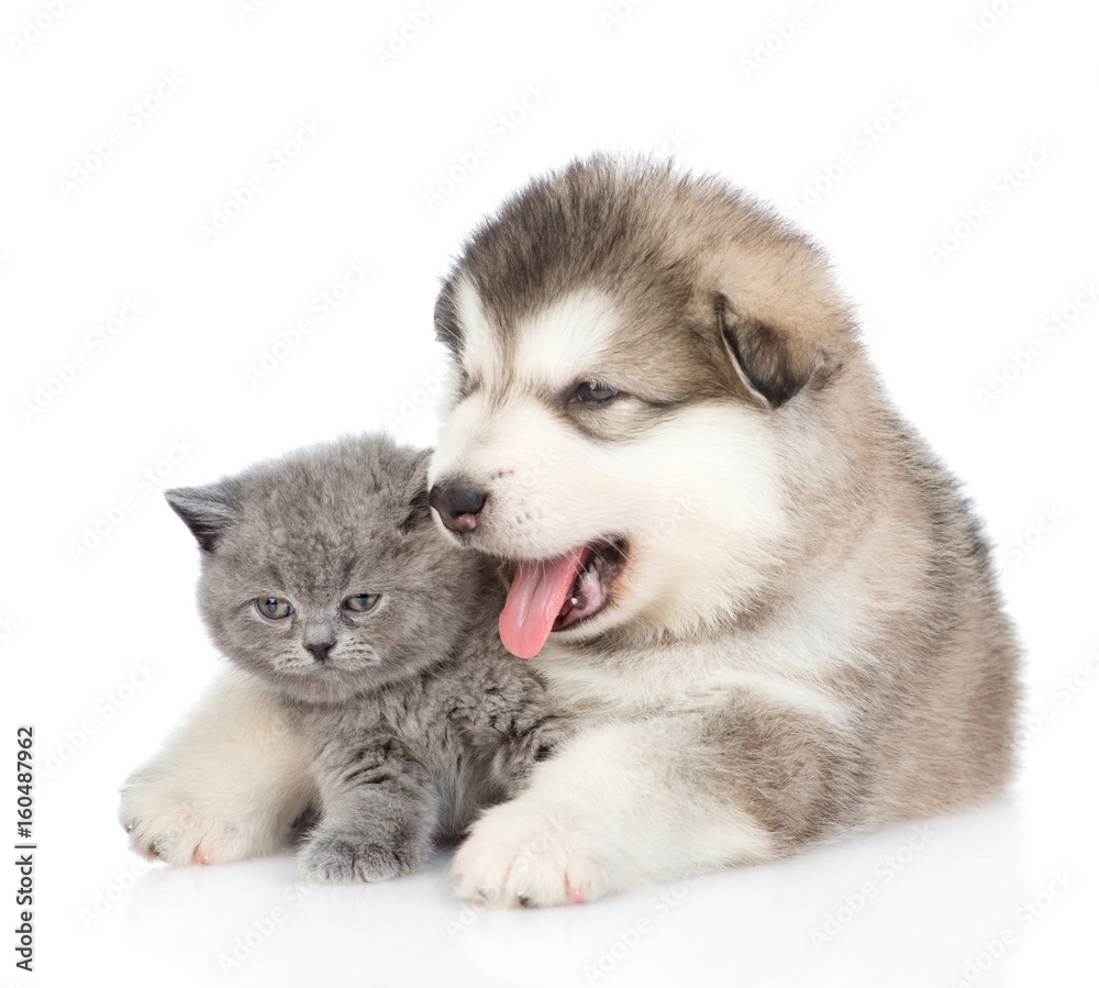 Puppy hugging a kitten. isolated on white background Puppy hugging a kitten. isolated on white background
