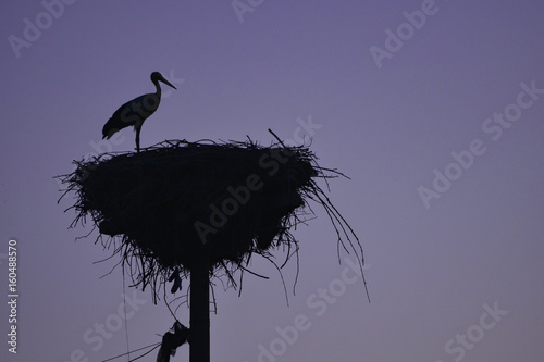 Stork nests and habitat