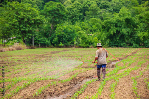 farmers spraying pesticide in corn field © NokHoOkNoi