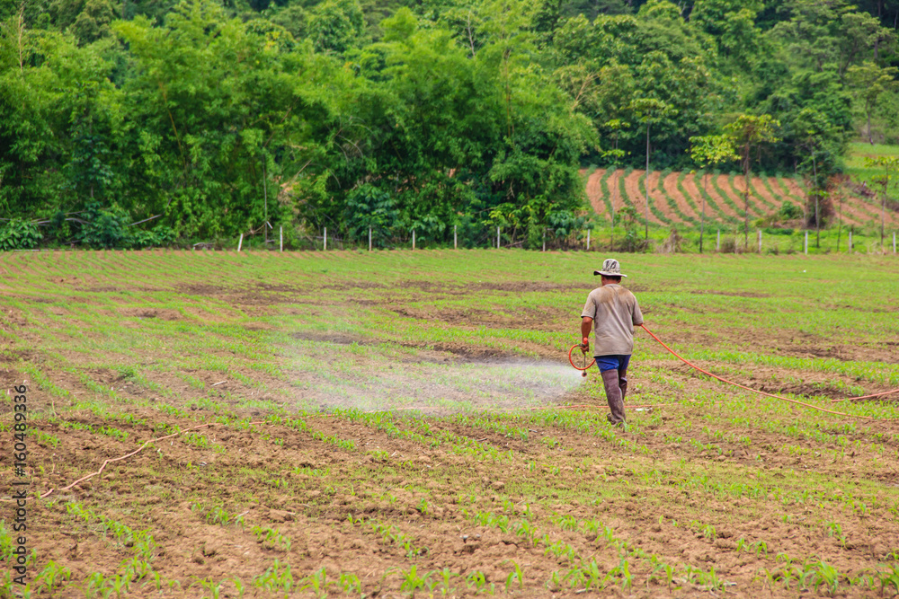 farmers spraying pesticide in corn field