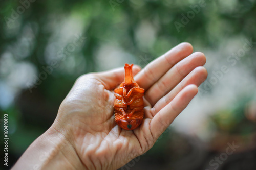 Pupa Siamese rhinoceros beetle or Fighting beetle on hand with boken background,  The insanity of insects.