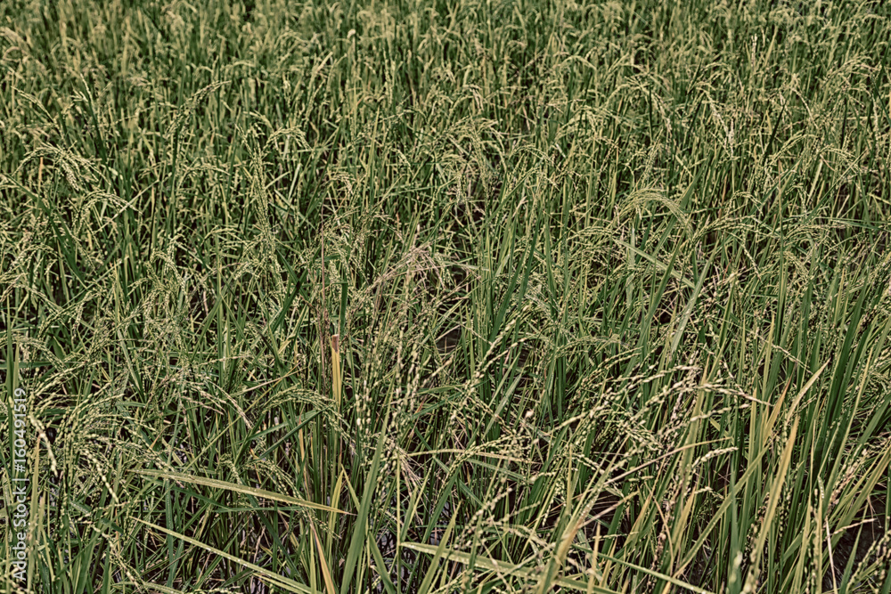 close up of a rice cereal cultivation field close up of a rice cereal cultivation field