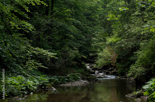Little creek in the forest