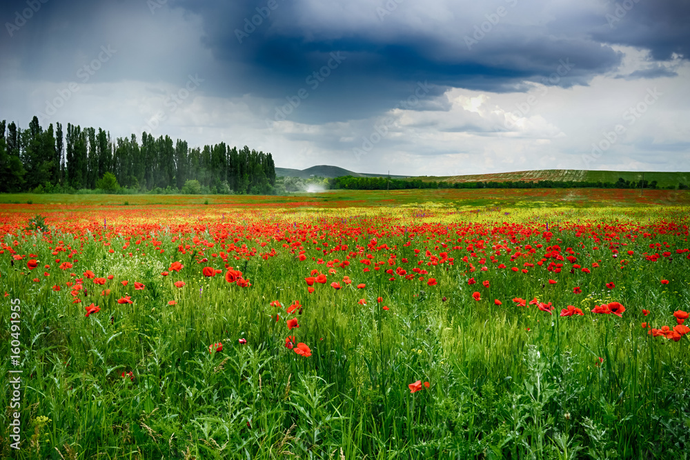 Obraz premium The picturesque landscape on the background of meadow with red poppies and dark storm clouds