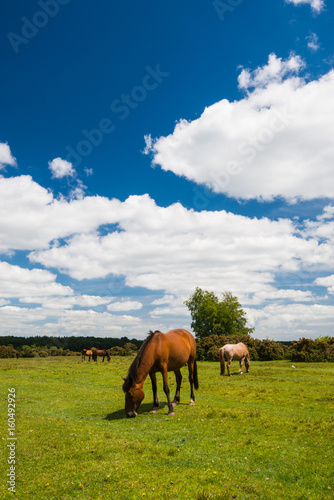 Wild, New Forest ponies, Hampshire, England