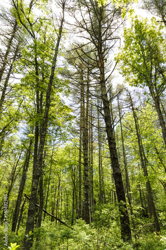 Tall trees in Munn Preserve