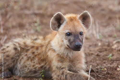 The spotted hyena (Crocuta crocuta), also known as the laughing hyena, young individual portrait