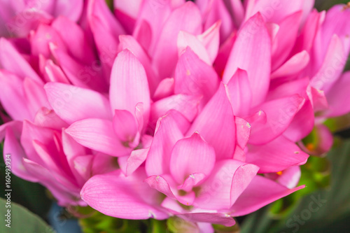 Curcuma zanthorrhiza flower  on  background.