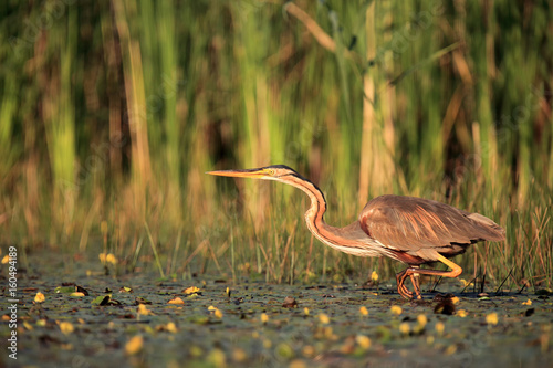 The purple heron (Ardea purpurea) fishing in the lagoon overgrown with reeds and water lily photo