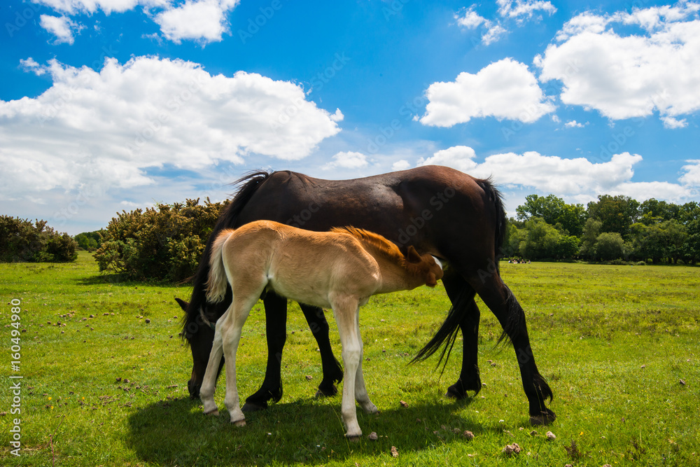 Obraz premium Wild, New Forest ponies, Hampshire, England