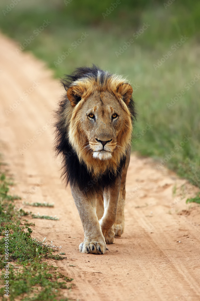 The Transvaal lion (Panthera leo krugeri), also known as the Southeast African lion or Kalahari lion,a large male with dark mane in the control area The Transvaal lion (Panthera leo krugeri), also known as the Southeast African lion or Kalahari lion,a large male with dark mane in the control area