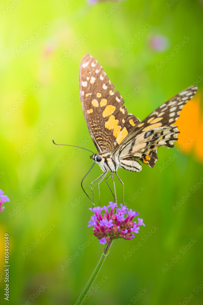 Beautiful Butterfly on Colorful Flower Beautiful Butterfly on Colorful Flower