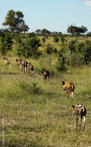 The African wild dog, African hunting dog, or African painted dog (Lycaon pictus), leaving the pack