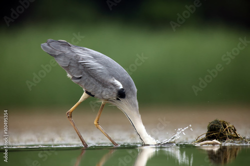 The grey heron (Ardea cinerea) while fishing photo