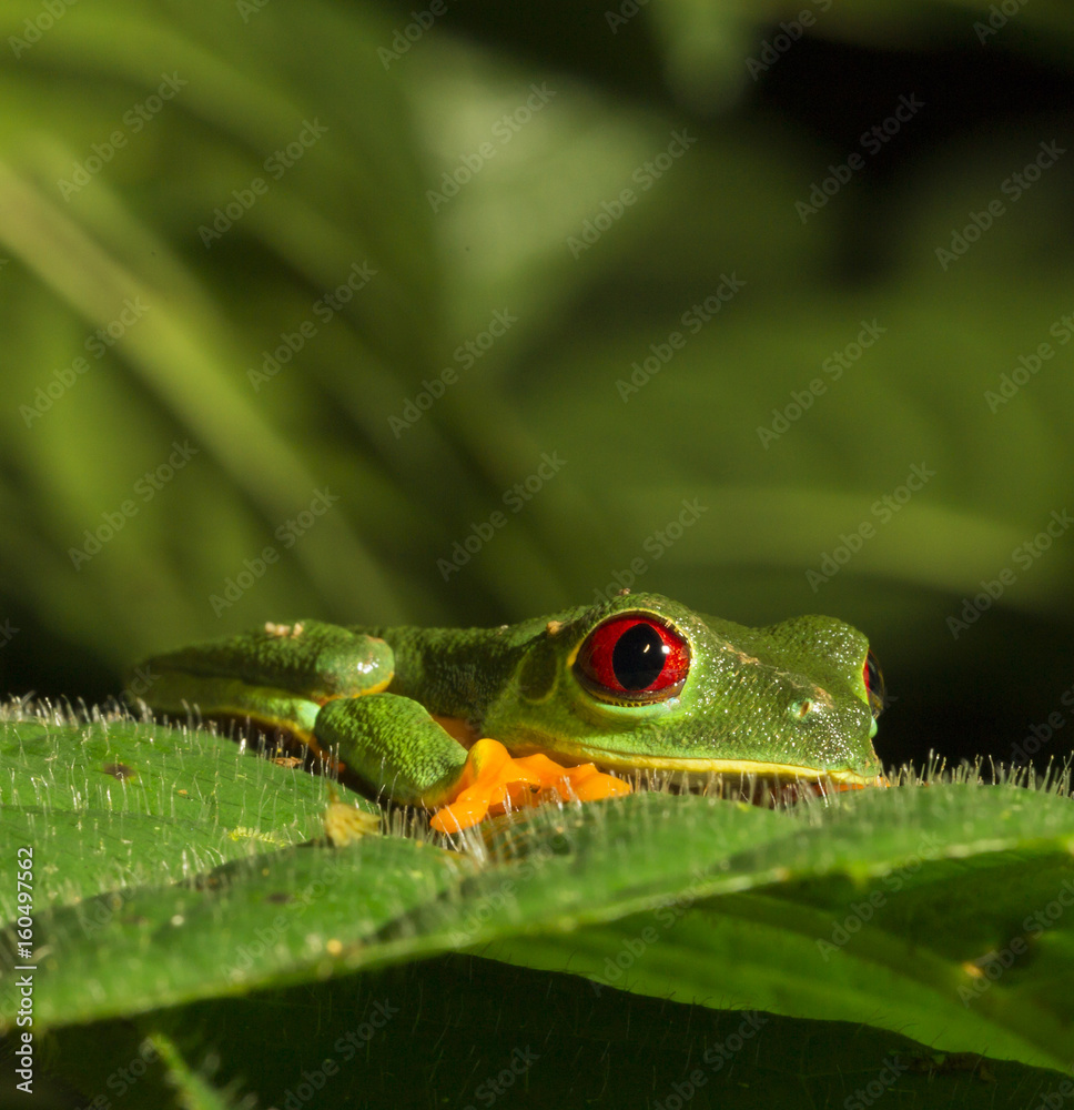 Obraz premium A Frog´s Home