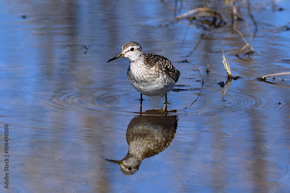 Wood sandpiper walks on water in search of food Wood sandpiper walks on water in search of food