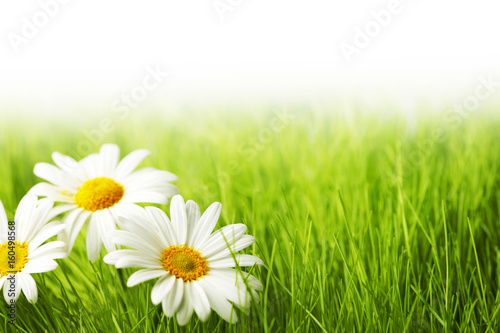 White daisy flowers in green grass