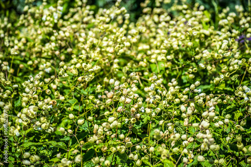 Spring Flowers Garden