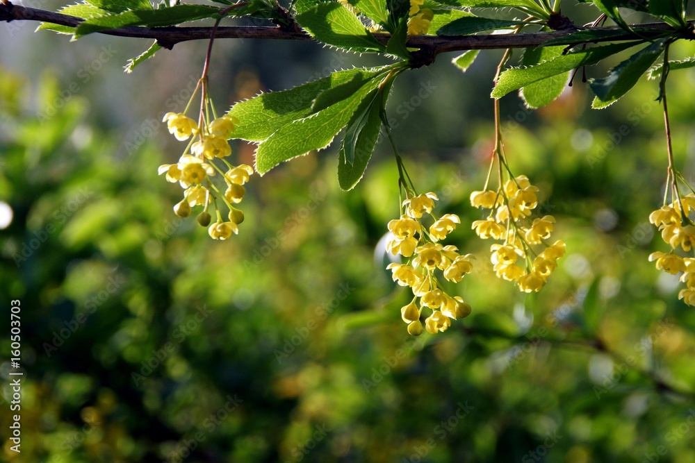 Yellow flowers of barberry on a green background.
Желтые цветы барбариса на зеленом фоне. Yellow flowers of barberry on a green background.
Желтые цветы барбариса на зеленом фоне.