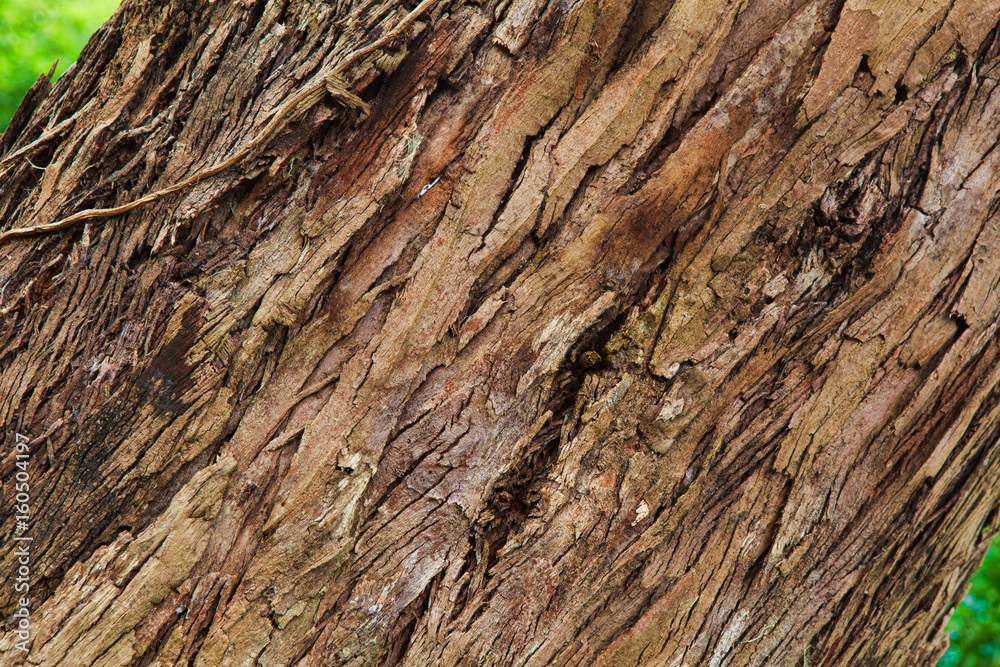 Closeup of the bark of an old tree Closeup of the bark of an old tree