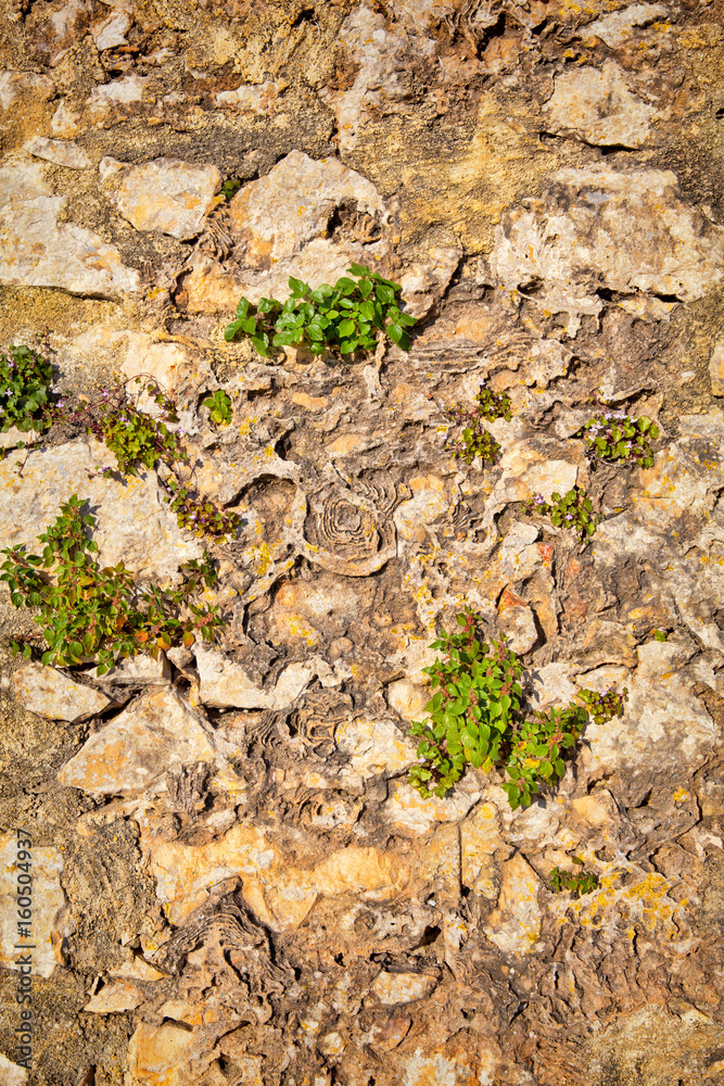 Part of a stone wall . Background or texture Part of a stone wall . Background or texture