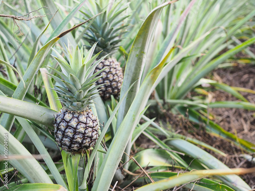 pineapple in garden