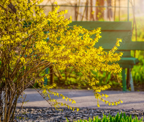 Fotografie, Obraz Bush of yellow forsythia flowers against the wall with window and bench