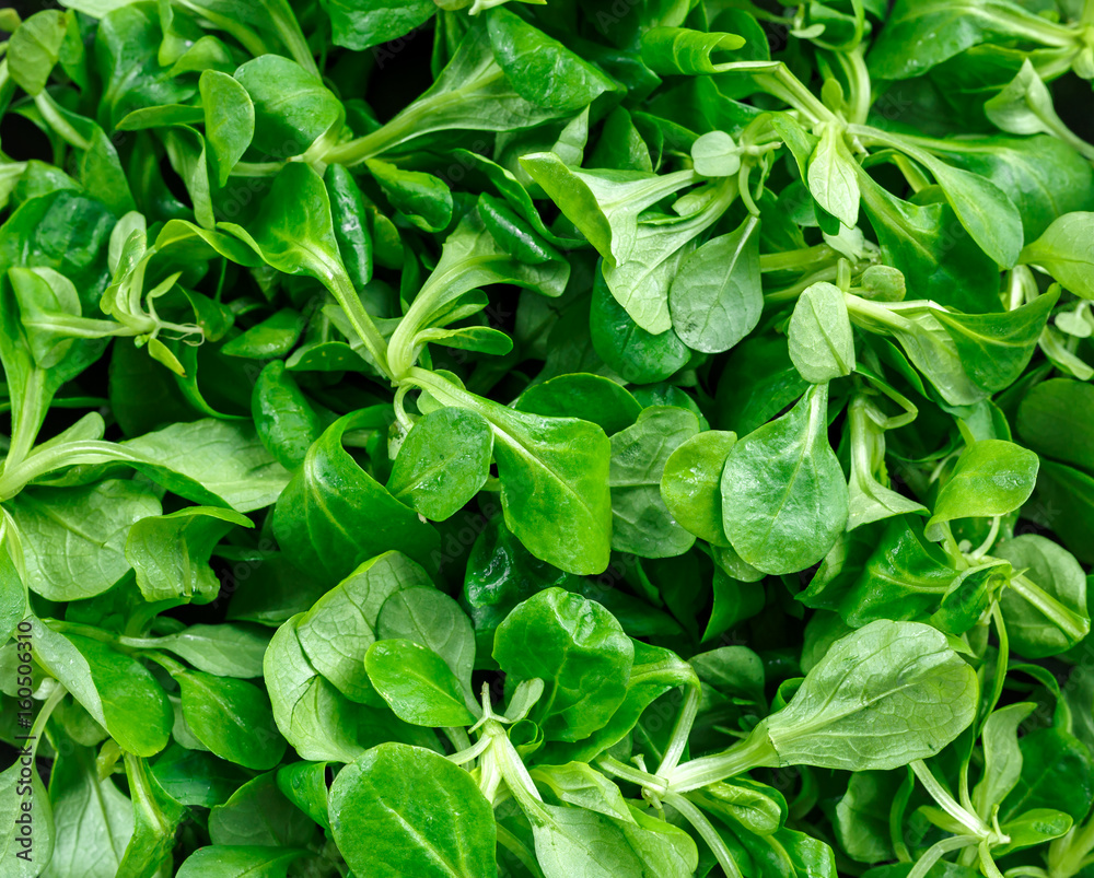 Fresh lamb lettuce corn salad on background, texture Fresh lamb lettuce corn salad on background, texture