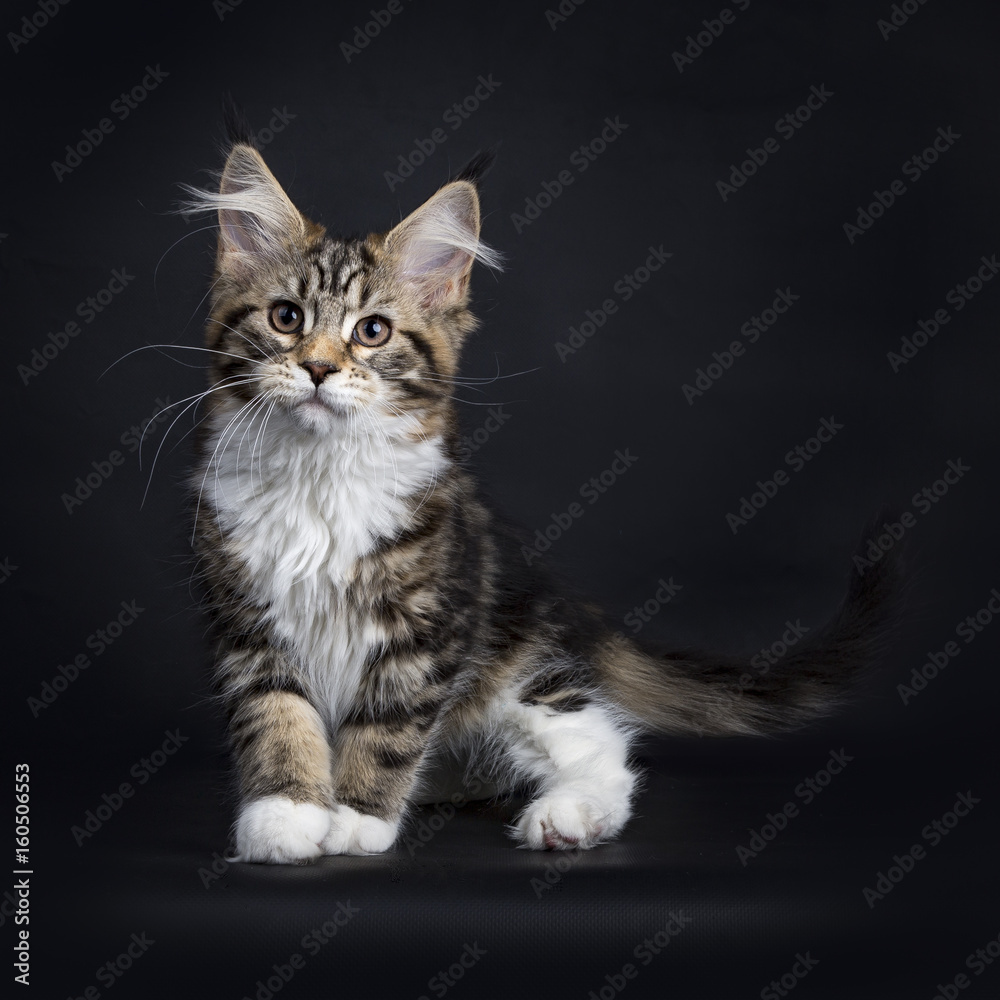 Brown tabby with white Maine Coon cat / kitten standing on black background looking at camera