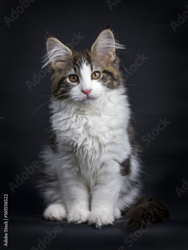 brown tabby with white maine coon kitten sitting facing camera, tail around paws and looking at lens with brown eyes