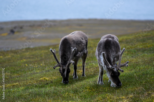 Svalbard Reindeer photo