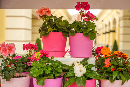 Flowers in pots.