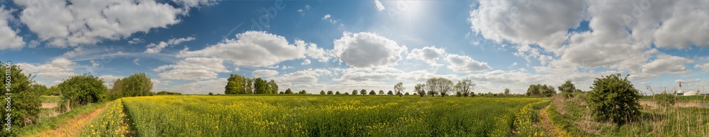 Panorama blossoming rape field and cloudy sky
