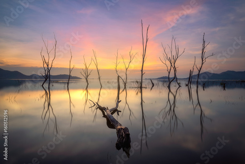 The perennial trees died in the water at the reservoir in Thailand.