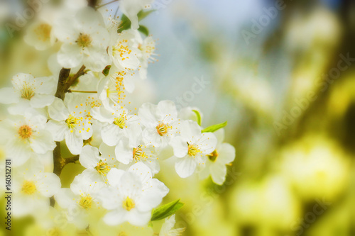 Spring flowers of cherry blossom