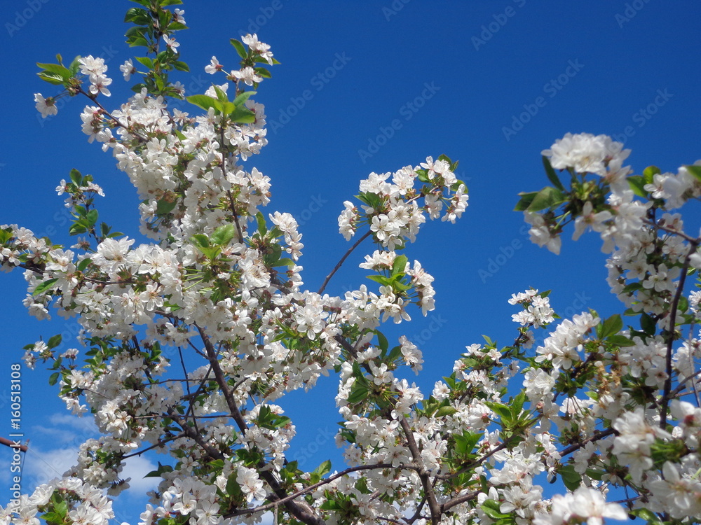 bloming tree bloming tree