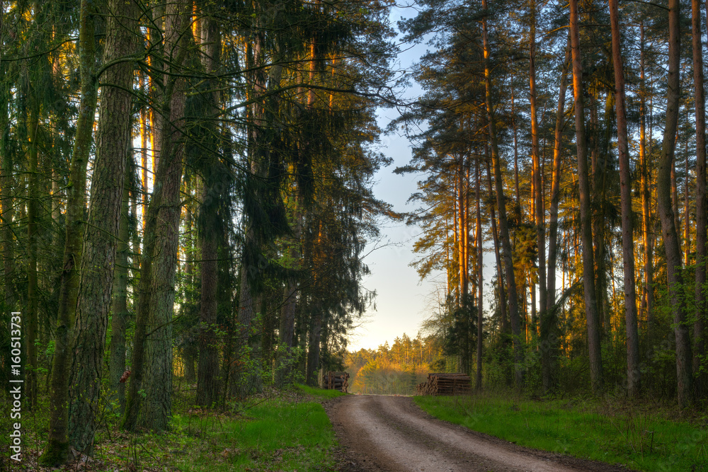 Forest path among the trees in HDR tone. Masuria, Poland.