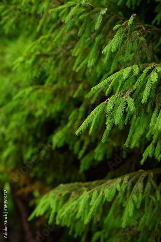 Spruce branches on a green background.The blue spruce  green spruce  white spruce. Picea Abies