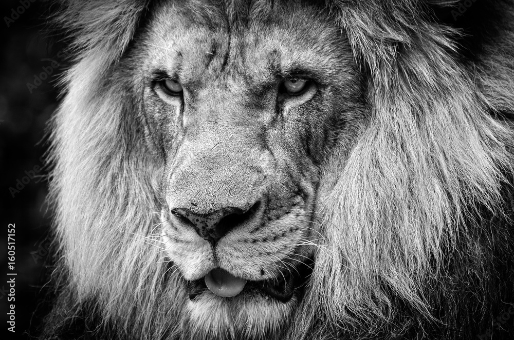 Fototapeta premium Wściekłe spojrzenie potężnego samca lwa afrykańskiego w czerni i bieli