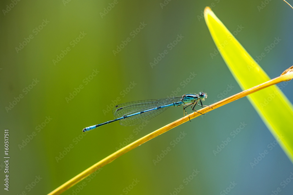 Hufeisen-Azurjungfer, Coenagrion puella, bei der Paarung Hufeisen-Azurjungfer, Coenagrion puella, bei der Paarung
