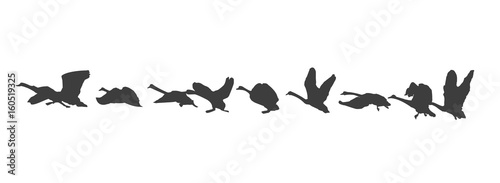 A flock of swans flies, silhouettes.