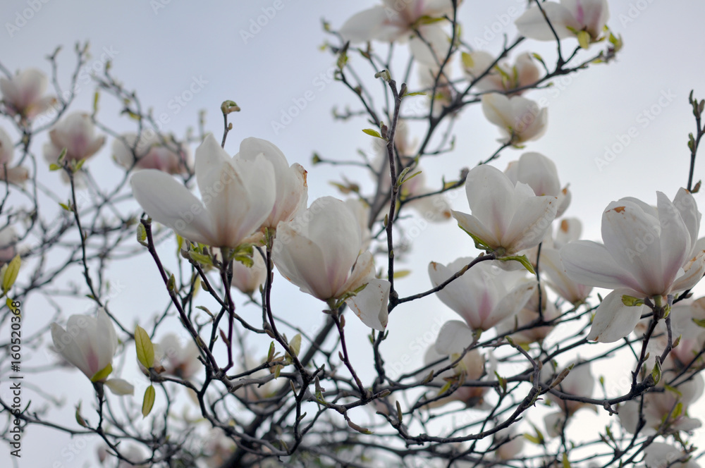 Spring Branch of a Blossoming Magnolia Tree with Pink and White Flowers and Buds Spring Branch of a Blossoming Magnolia Tree with Pink and White Flowers and Buds